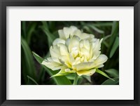 Framed White Exotic Emperor Tulip