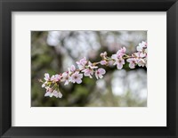 Framed Branch Of Cherry Blossoms