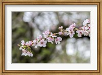 Framed Branch Of Cherry Blossoms