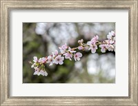 Framed Branch Of Cherry Blossoms
