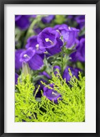 Framed Campanula, Canterbury-Bells