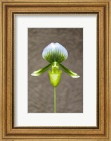 Framed Magnificum Orchid