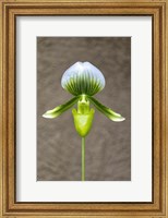 Framed Magnificum Orchid