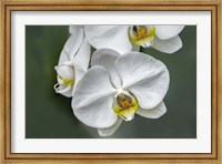 Framed White Orchid