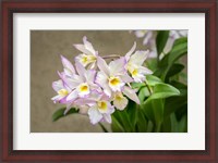 Framed Apple Blossom, Iwanagara Orchid