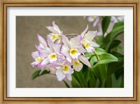 Framed Apple Blossom, Iwanagara Orchid