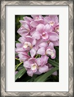 Framed Pink Orchid