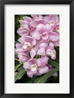 Framed Pink Orchid
