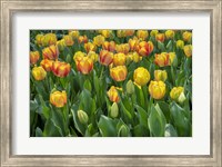 Framed Beauty Of Spring Darwin Hybrid Tulip