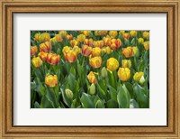 Framed Beauty Of Spring Darwin Hybrid Tulip