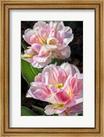 Framed Pink Double Early Tulip