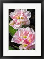 Framed Pink Double Early Tulip