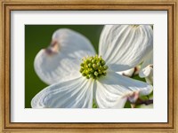 Framed White Dogwood Flowers