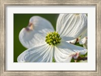 Framed White Dogwood Flowers