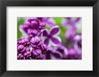 Framed Purple Lilac