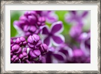 Framed Purple Lilac