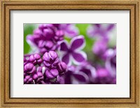 Framed Purple Lilac