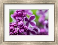 Framed Purple Lilac