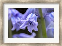 Framed English Wood Hyacinth 1