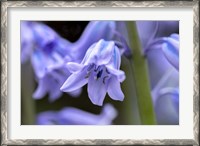 Framed English Wood Hyacinth 1