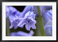 Framed English Wood Hyacinth 1