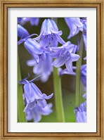 Framed English Wood Hyacinth 2