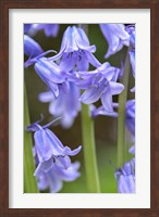 Framed English Wood Hyacinth 2
