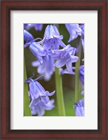 Framed English Wood Hyacinth 2