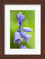 Framed English Wood Hyacinth 3