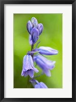 Framed English Wood Hyacinth 3