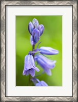 Framed English Wood Hyacinth 3