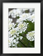 Framed Rock Cress