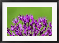Framed Allium