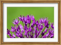Framed Allium