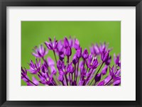 Framed Allium