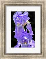 Framed Bearded Iris