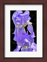 Framed Bearded Iris