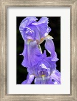 Framed Bearded Iris
