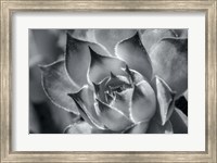 Framed Hens And Chicks, Succulents 1