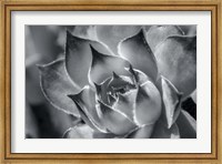 Framed Hens And Chicks, Succulents 1