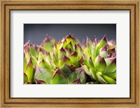 Framed Hens And Chicks, Succulents 2