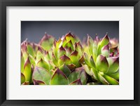 Framed Hens And Chicks, Succulents 2