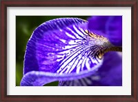 Framed Siberian Iris 1