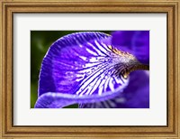 Framed Siberian Iris 1