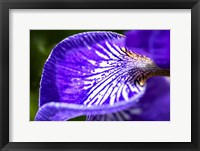 Framed Siberian Iris 1