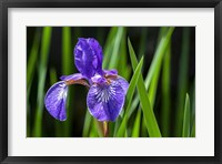 Framed Siberian Iris 2