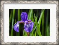 Framed Siberian Iris 2