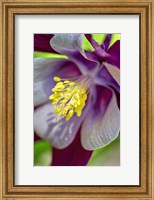 Framed Columbine 1