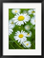 Framed Oxeye Daisy