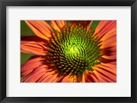 Framed Orange Coneflower